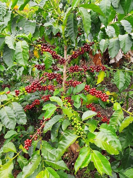 100% HAWAIIAN KONA COFFEE BEAN DARK ROASTED 2, 4, 6, 10 POUNDS IN 1 POUND BAGS