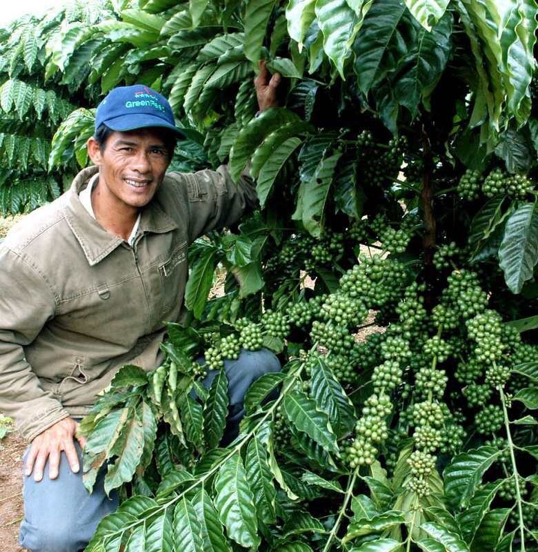 Vietnamese Dwarf Green Coffee Seeds – 1000 Coffee Robusta Truong Son TS5 Seeds