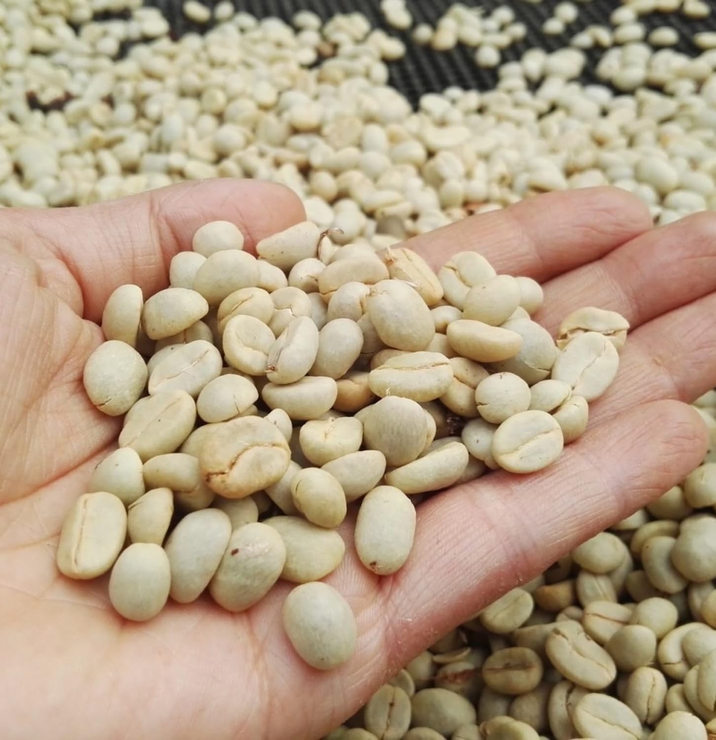 8.8 Ounces 250 Gr Brazilian Whole Bean Medium Roast Coffee Single Origin
