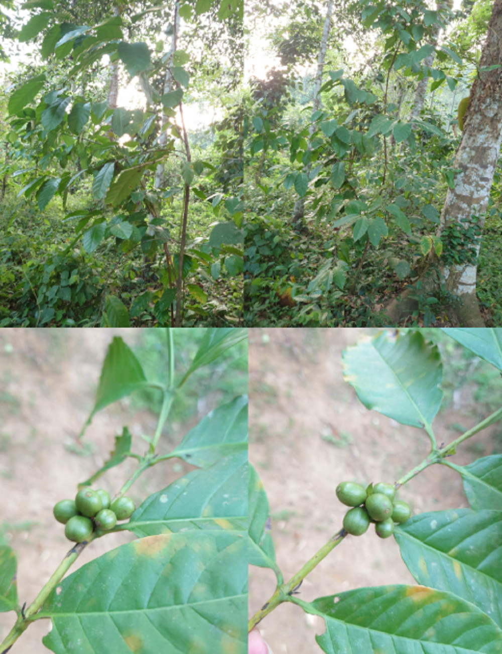 Ceylon Black Coffee Seed Pure Natural Fresh Sun Dried Beans 100% High Quality