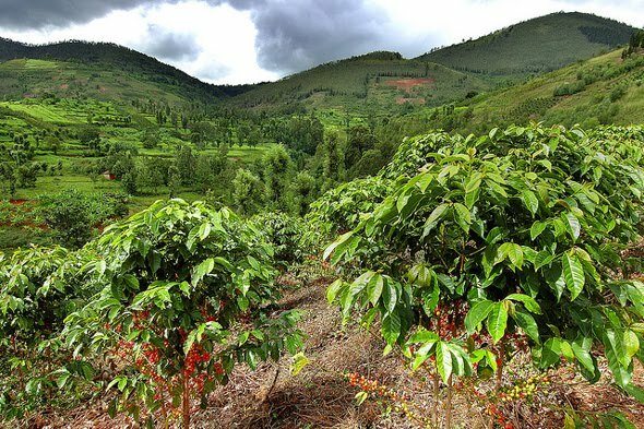 5 LB AFRICA RWANDA RWANDAN GREEN UNROASTED COFFEE BEANS FIVE POUND – ARABICA