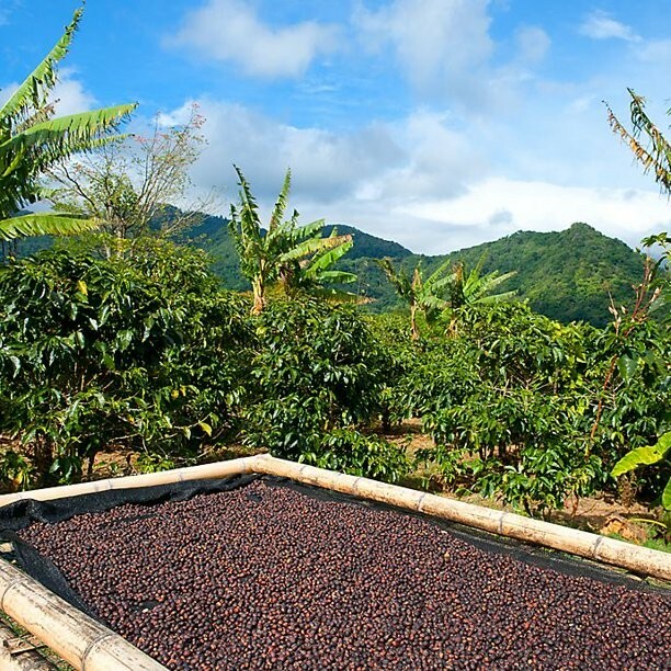 5 LBS PANAMA BOQUETE GREEN UNROASTED COFFEE BEANS – ARABICA