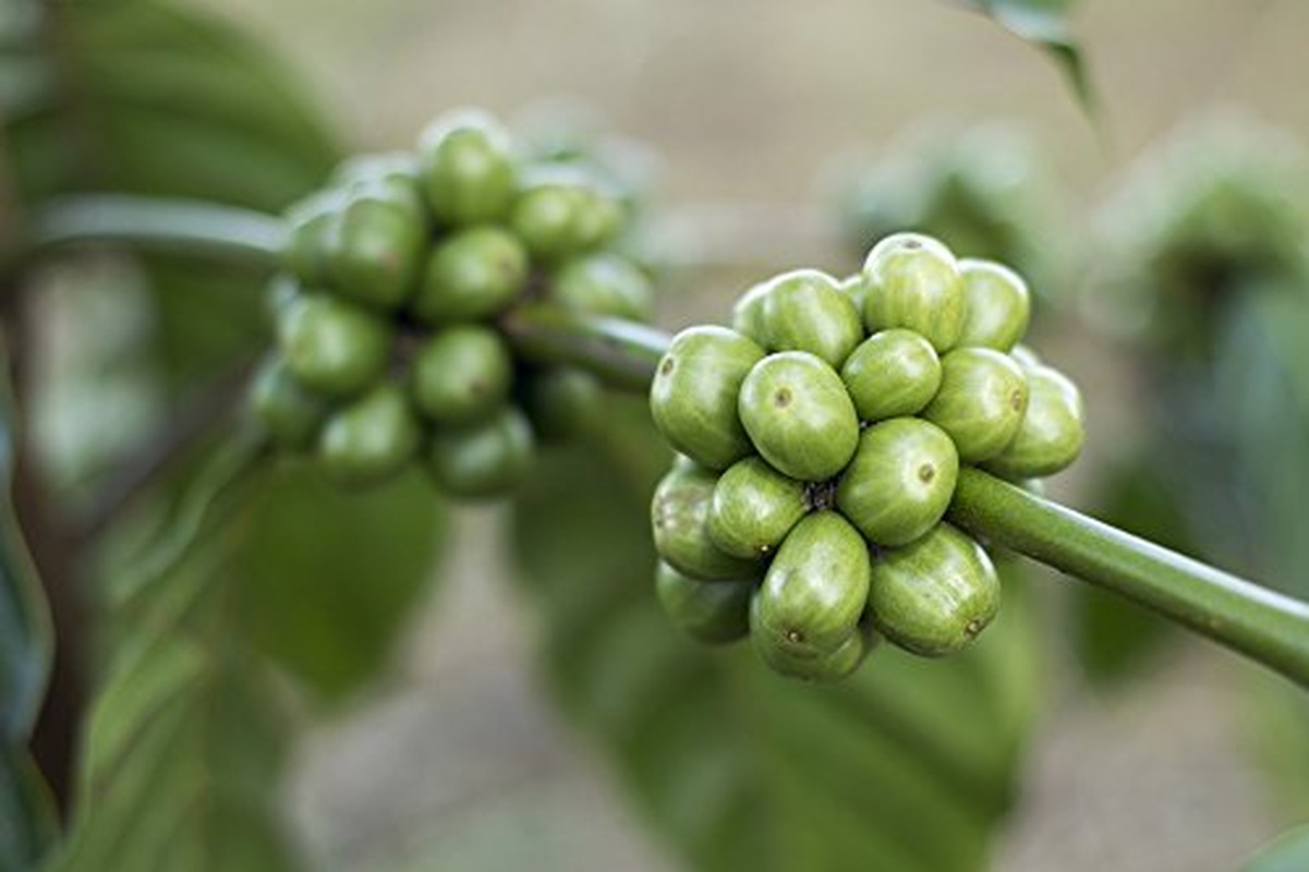 Green Unroasted Coffee Beans, Costa Rican Tarrazu (1 Pound)