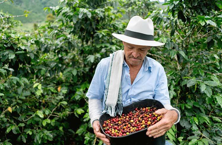 1 LB COLOMBIA EXCELSO DECAF SAMPLE COFFEE ROASTED WHOLE BEAN, GROUND – ARABICA