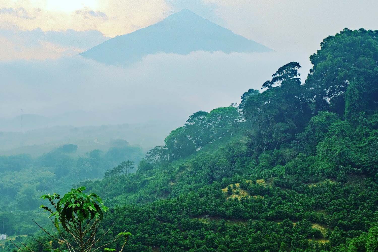 GUATEMALA – Premium Specialty Coffee – Unroasted Green Beans for Home Roasters