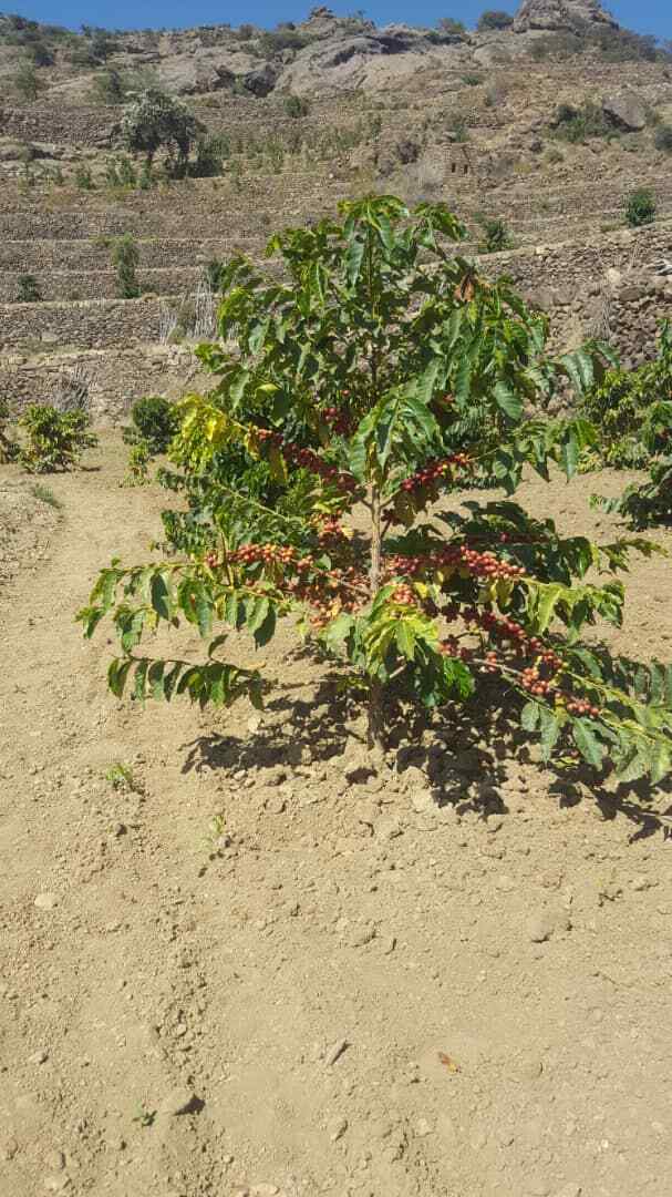 Authentic Mocha-Yemeni: Whole Bean Yemen Coffee