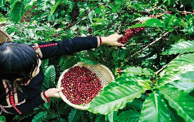 5 LB INDONESIA INDONESIAN JAVA UNROASTED GREEN COFFEE BEANS – ORGANIC ARABICA