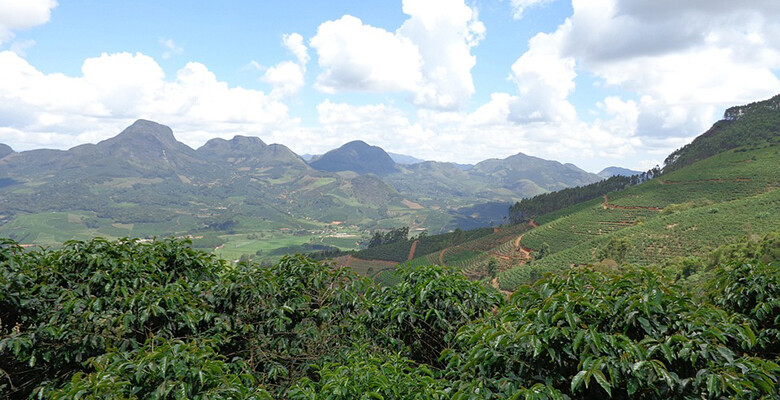 100% Hawaiian / Kona Peaberry Coffee Beans Dark Roasted 6 Pounds