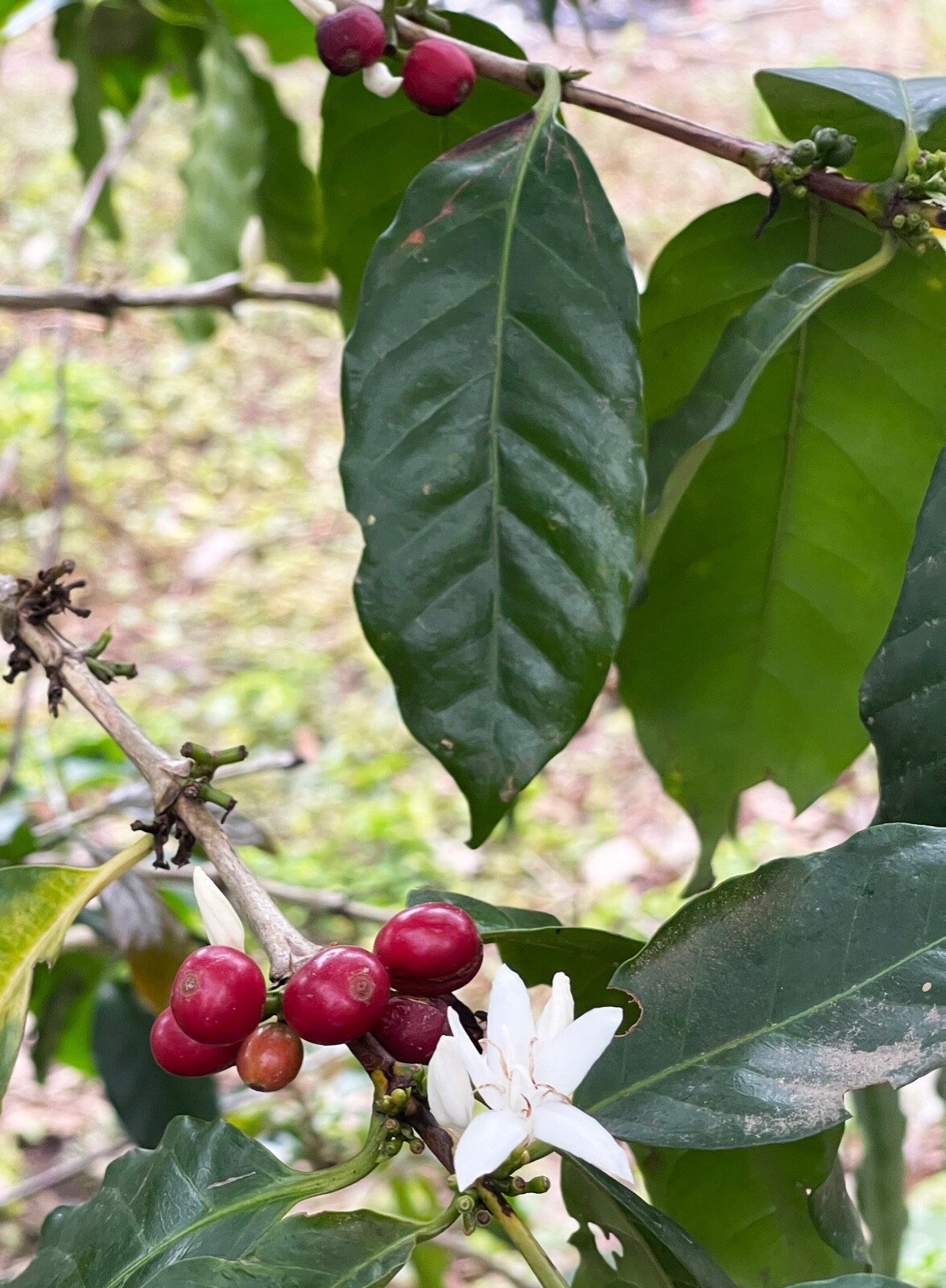 MEXICAN PUEBLA (UNROASTED GREEN CATURRA – BOURBON COFFEE BEAN) order 1 to 20 lbs