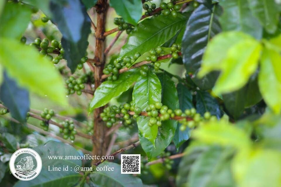 Roasted Coffee Beans AMA COFFEE PANGKHON 100% Arabica from Chiangrai Thailand
