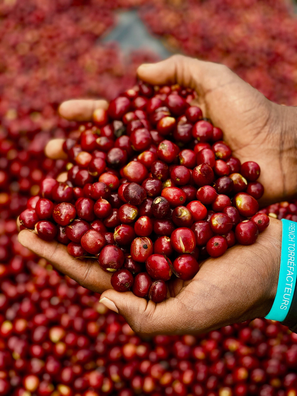 2lb/40lb – Ethiopian Sidamo – Premium Organic Unroasted Green Coffee Beans