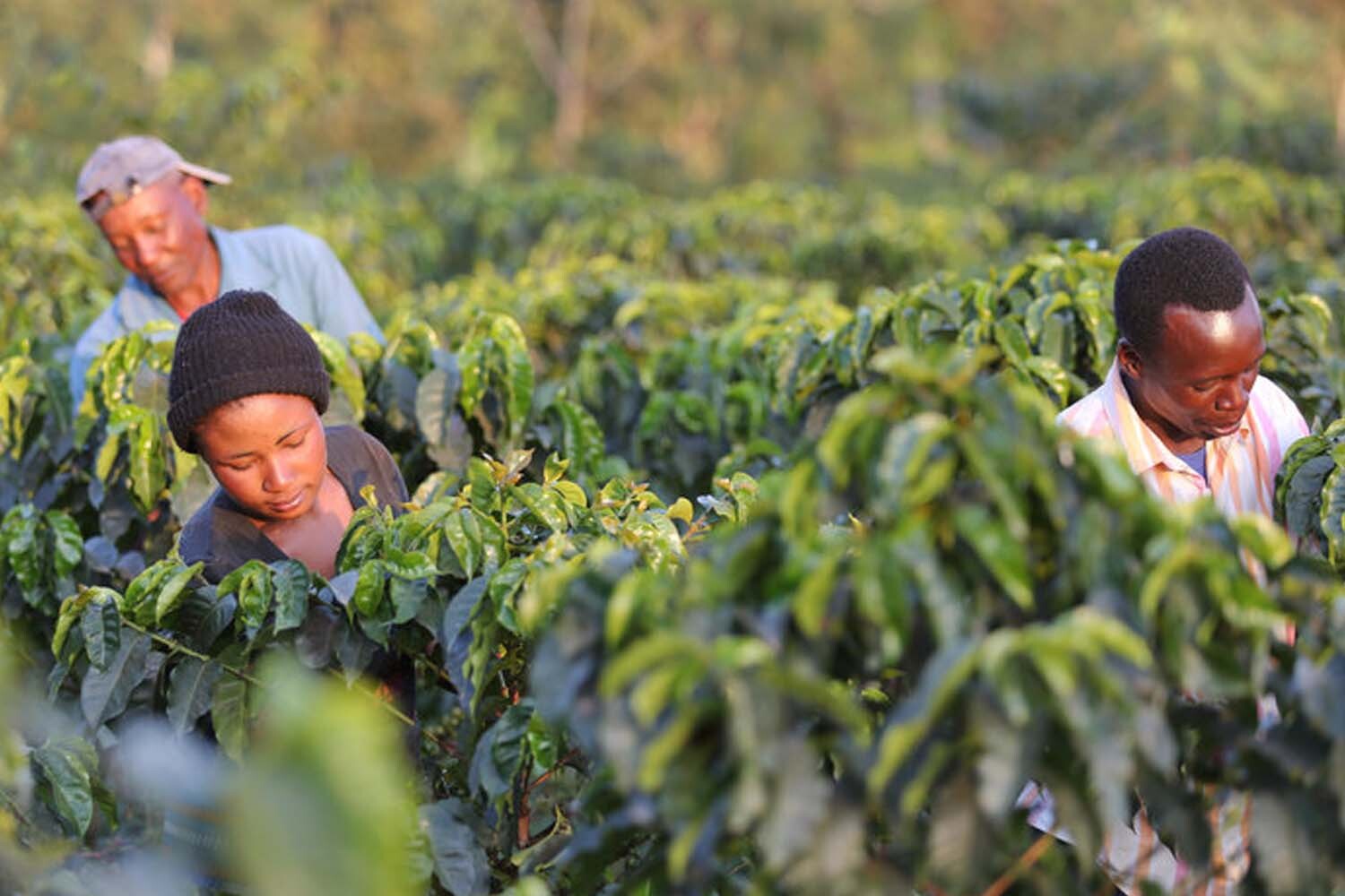 Tanzania Mbeya-Mbinga Peaberry Coffee Beans – Fresh Roasted to Order