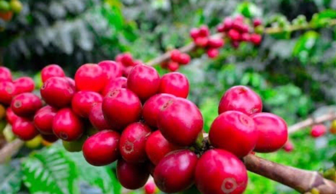 5 LB TANZANIA GREEN COFFEE WHOLE BEAN – ARABICA