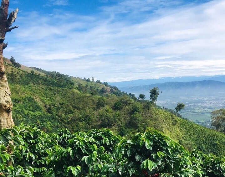 COLOMBIAN GREEN COFFEE – CATURRA, ARABICA – SINGLE ESTATE – HUILA, CO – 10 LB