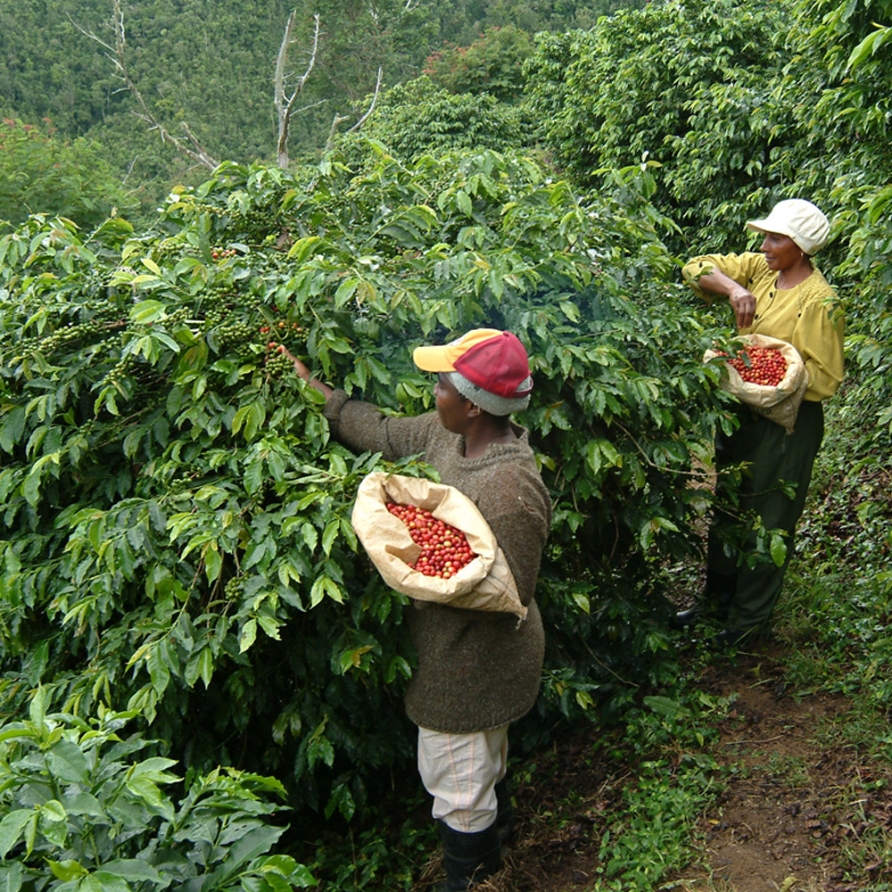 100 % Jamaican Blue Mountain & 100% Kona Coffee Beans Dark Roasted 2 Pound Each