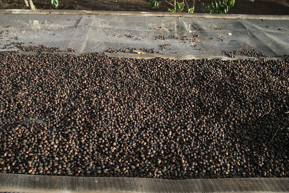 5 LB AFRICA RWANDA RWANDAN GREEN UNROASTED COFFEE BEANS FIVE POUND – ARABICA