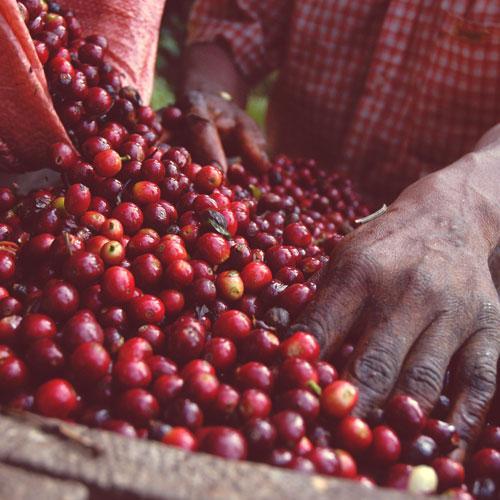 Uganda Mild Full Body Gourmet Coffee Graded Arabica Roasted Beans African Origin