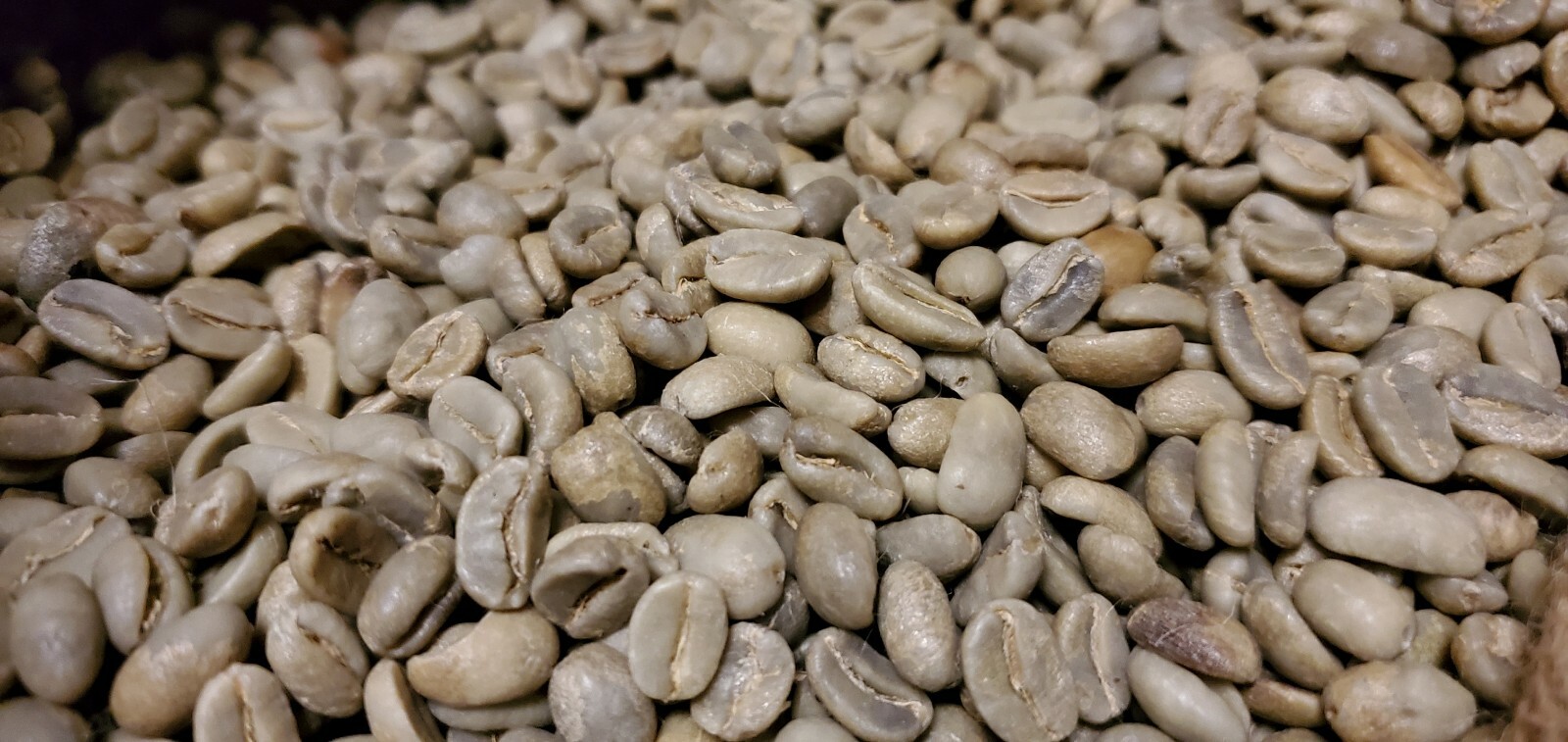 5 LBS PAPUA NEW GUINEA UNROASTED GREEN COFFEE BEANS – ARABICA