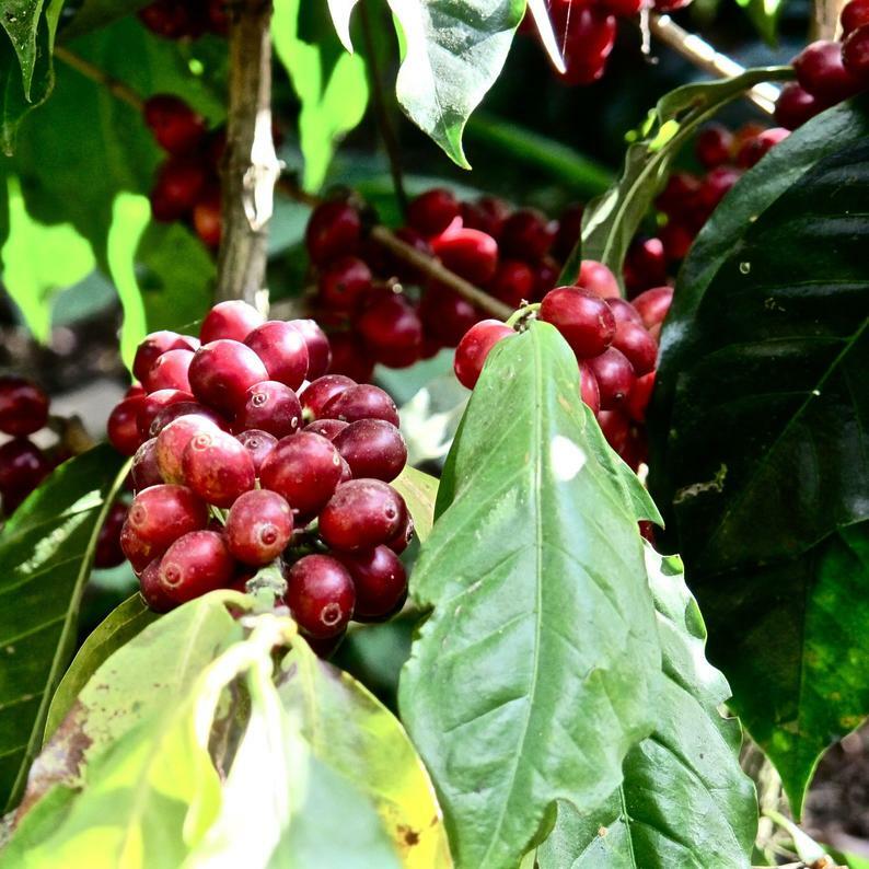 ZBEST! Fresh Hand Wash Ethiopian Roasted Seattle’s Best Zbuna Coffee!