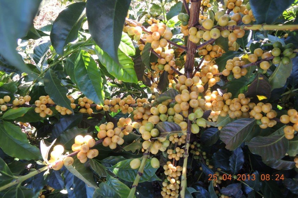 8oz/5lb – Brazil – South America – Fresh Roasted To Order Coffee