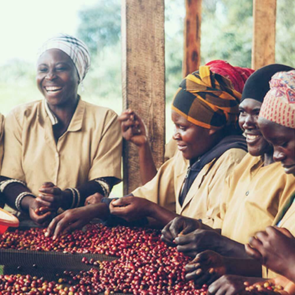 RWANDA COFFEE BEANS MEDIUM ROASTED 2 POUNDS