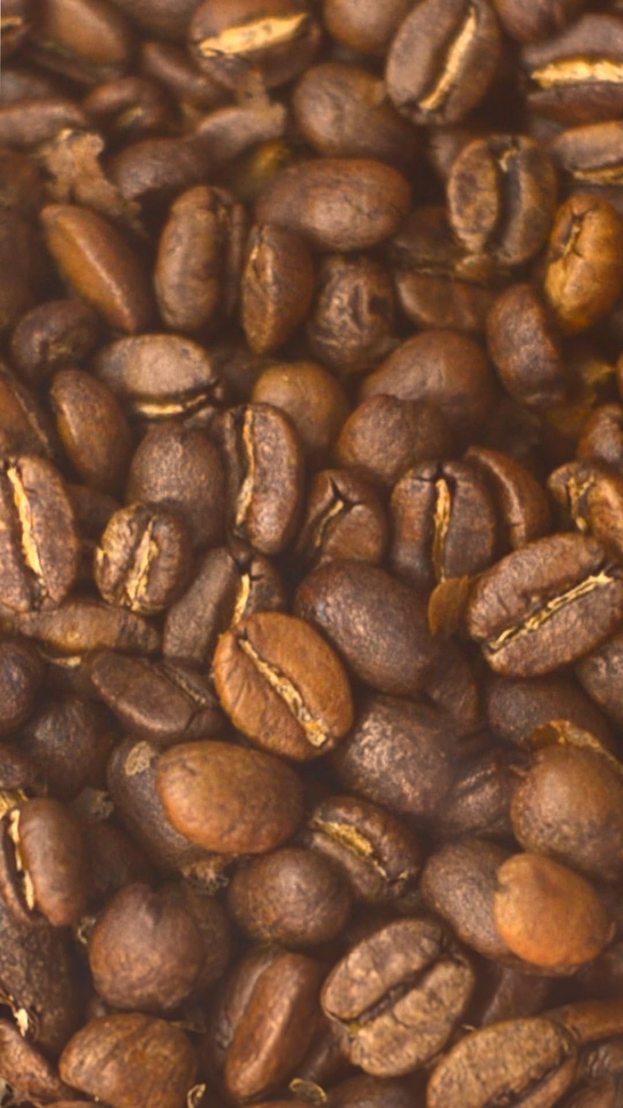 Cafe Quindio Gourmet – Medium Roast 100 Colombian Excelso Whole Bean Arabica