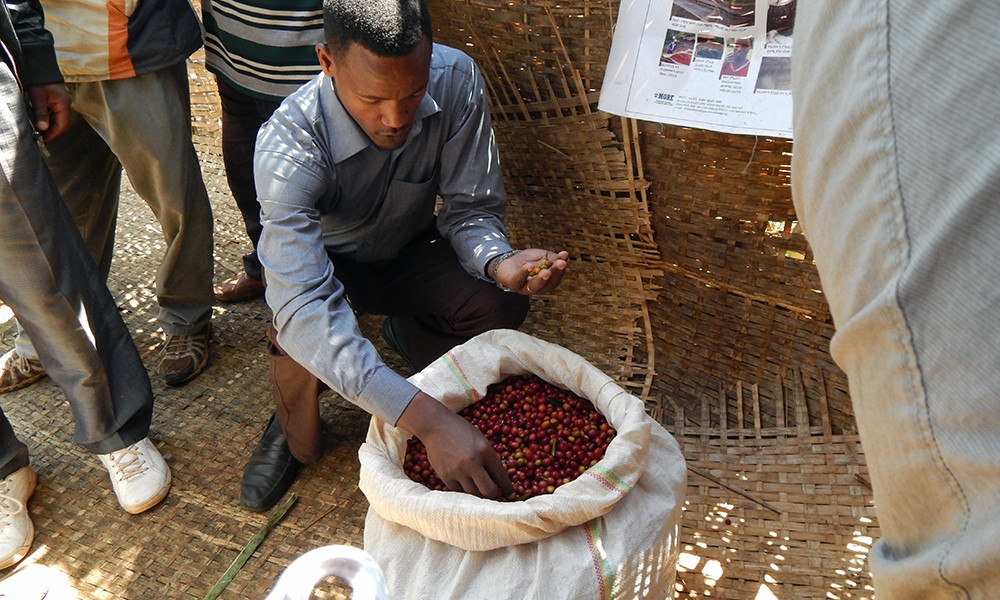 Coffee Beans Sumatra SHB Roasted Medium Daily 2 Bags 1 Pound Each