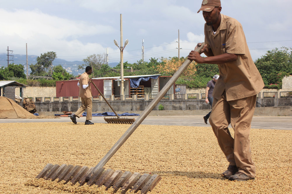 PAPUA NEW GUINEA COFFEE BEANS PEABERRY MEDIUM ROASTED 2 POUNDS