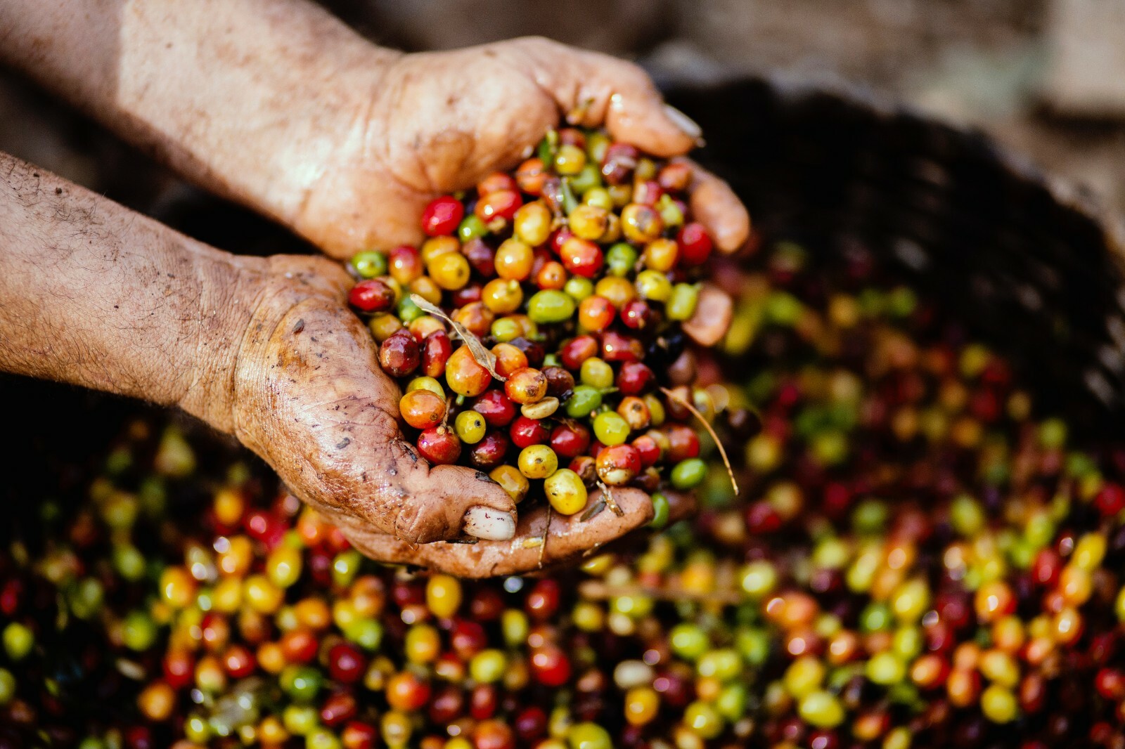 Kopi Luwak Coffee 4 Oz (113 grams) – Whole Bean – Medium Roast – 100% Pure