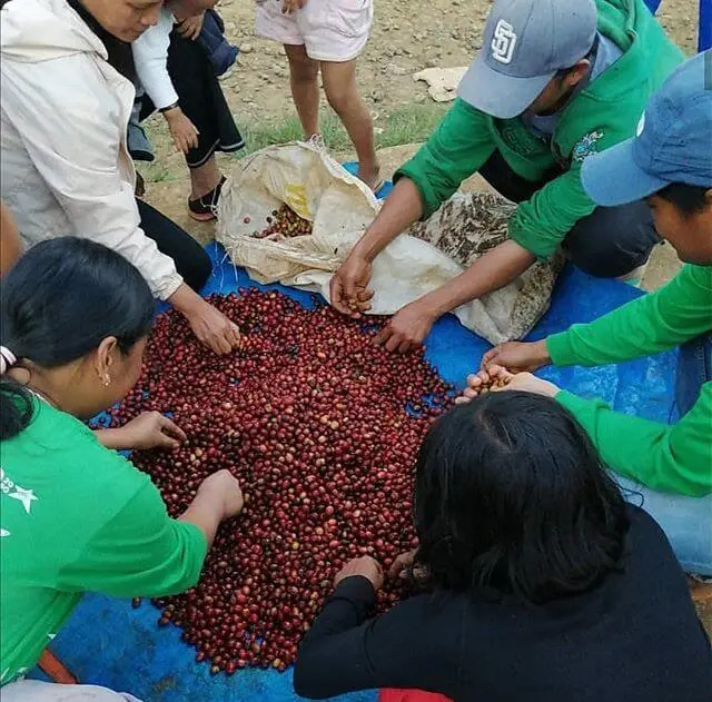 Philippines Honey Mt. Apo Catimor Arabica Green Coffee Beans