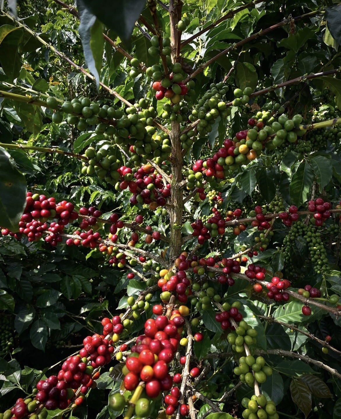 COLOMBIAN PROANOW COFFEE BEANS MEDIUM ROASTED 5 POUNDS