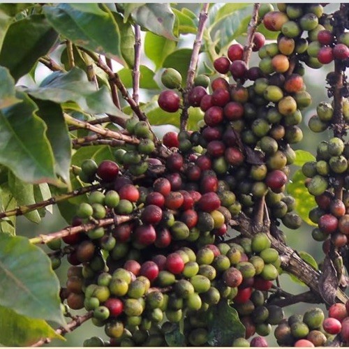 1 lb Certified 100% Peaberry (Tanzania) Coffee—Freshly Roasted To Order!
