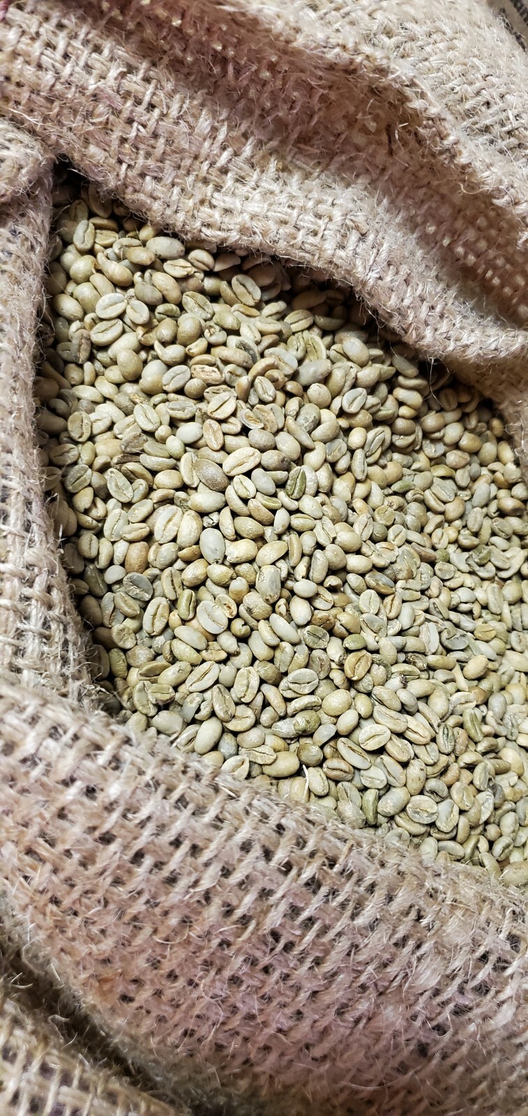5 LBS ETHIOPIAN ETHIOPIA LEKEMPTI GREEN UNROASTED COFFEE BEANS – ARABICA