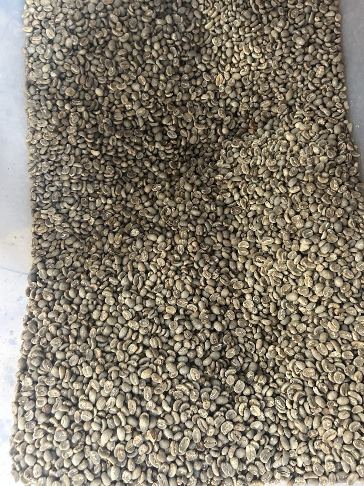 25 LBS Green Vietnam Robusta Coffee