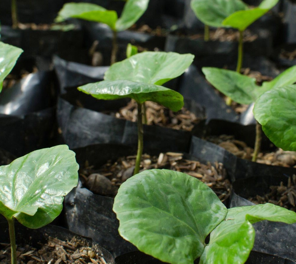 Vietnamese Dwarf Green Coffee Seeds – 1000 Coffee Robusta Truong Son TS5 Seeds