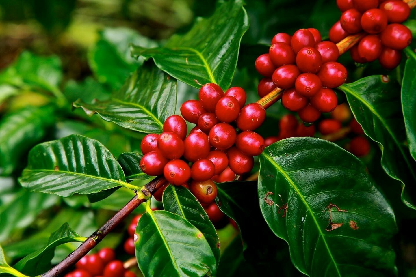 5 LBS HONDURAS HONDURAN FRESH UNROASTED GREEN COFFEE BEANS – ARABICA