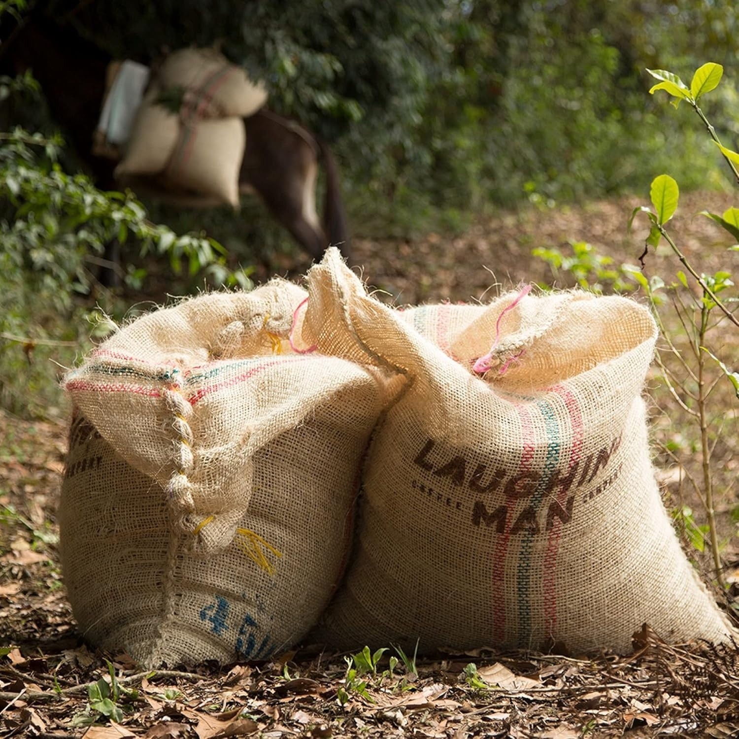 LAUGHING MAN Colombia Huila, Whole Bean Coffee, Dark Roast, 18 Oz – Old Stock