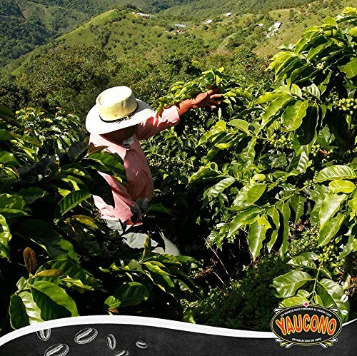 Dark Roast Whole Bean Coffee Puerto Rico 100% Arabica 2 Pound Pack of 1