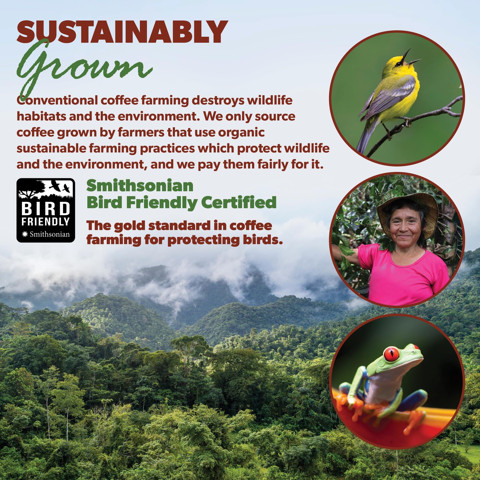 Organic Coffee Beans Whole, Medium Dark Roast – Low Acid Single Origin: Colom…