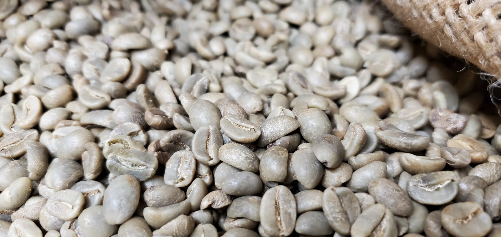 5 LBS HIGH ALTITUDE PERUVIAN PERU UNROASTED GREEN COFFEE BEANS – ORGANIC ARABICA