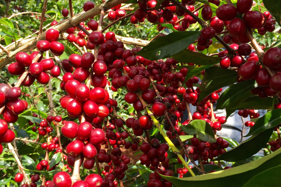 Organic 100% unroasted Coffee Beans / Powder from Ceylon/ Natural Harvested