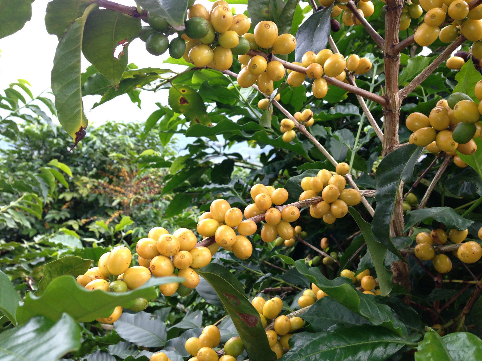 Brazilian Yellow Bourbon Coffee Beans Medium Roasted Daily 5 Pounds 1 Pound Bags