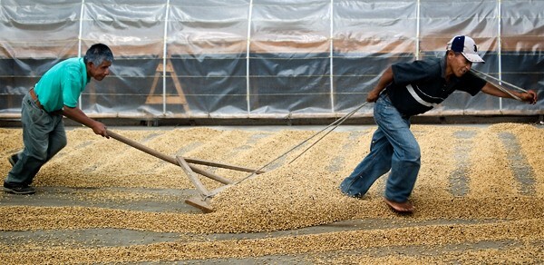 Guatemala Huehuetenango unroasted green coffee beans, Organic, coop-grown, 4lbs