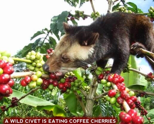 Kopi Luwak Roasted Coffee Beans – Great Christmas Gift/Present – Indonesian