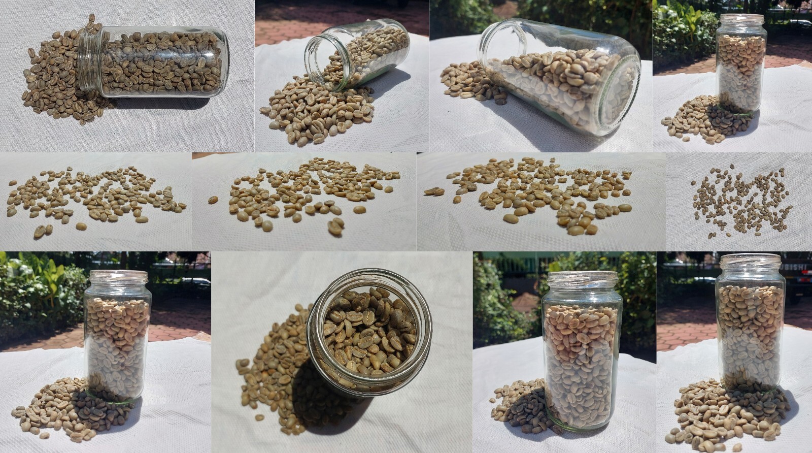6 lb, Maison du Cafe de Bondowoso – Kopi Luwak / Civet Coffee Arabica Bean