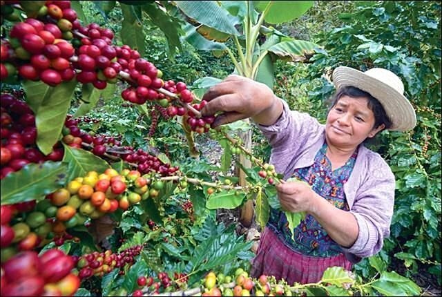 5 LBS GUATEMALA GUATEMALAN FRESH UNROASTED GREEN COFFEE BEANS – ARABICA