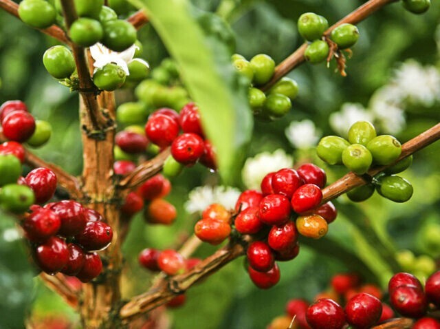 Colombian Supremo Coffee Green Bean / Unroasted/ 5 LBS New Crop 2023 SHIPS FREE!