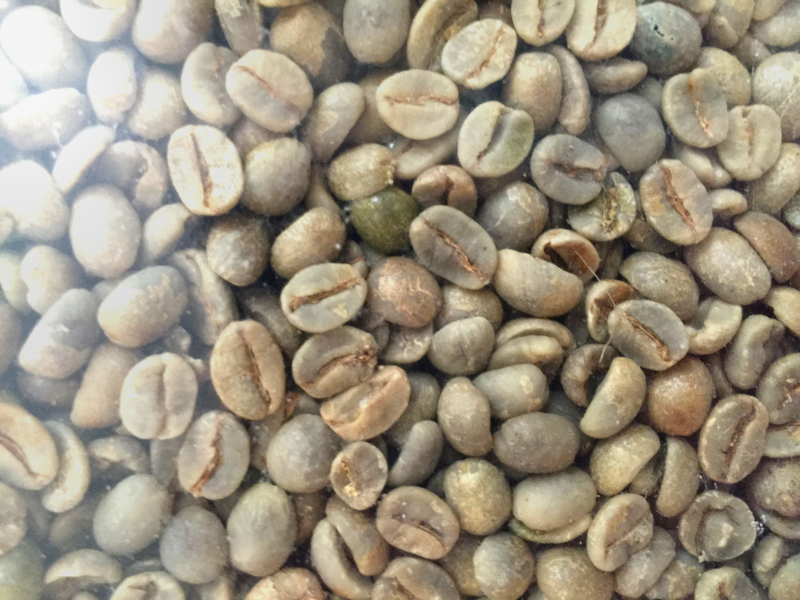 4 lbs Green Coffee – Brazil green beans – specialty grade green beans