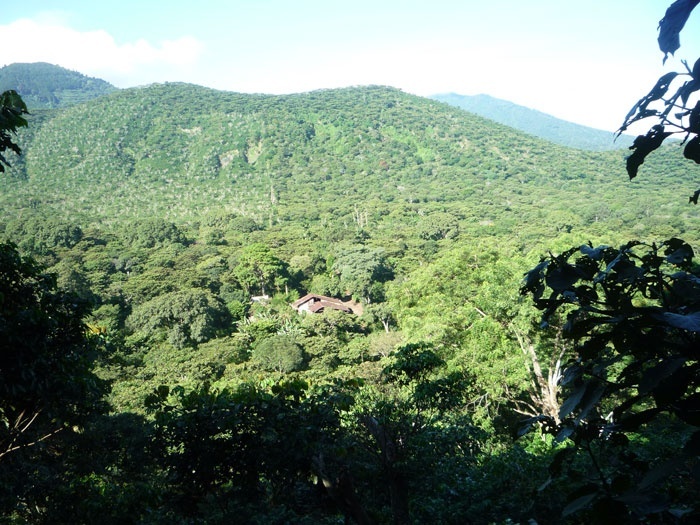 Jamaican Blue Mountain & Kona Coffee Beans Medium Roasted 3 / 1 Pounders of Each