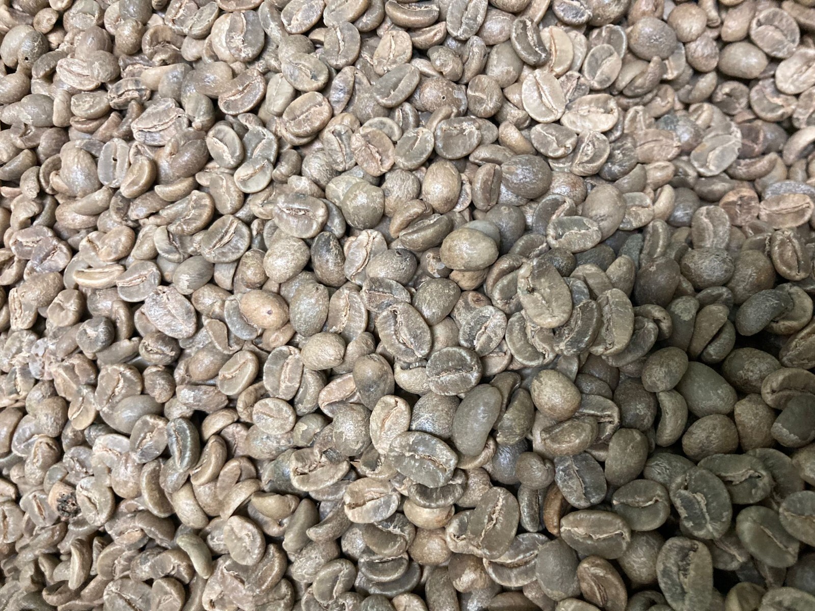 5 LB HAITI HATTIAN GREEN UNROASTED COFFEE BEANS FIVE POUND – ARABICA